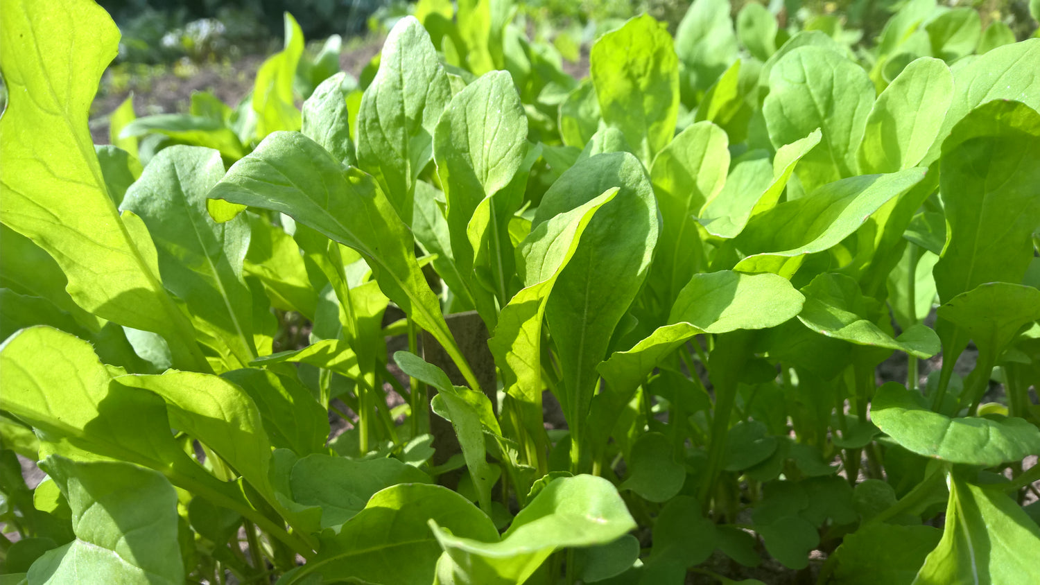 Salatrauke Rucola biogartenladen
