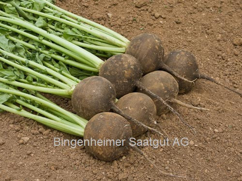 Rettich Runder Schwarzer Winter
