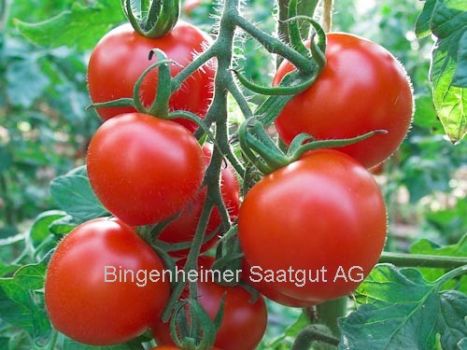 BIO Saatgut Tomate Ruthje