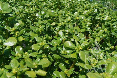 BIO Saatgut Sommerportulak, gelber