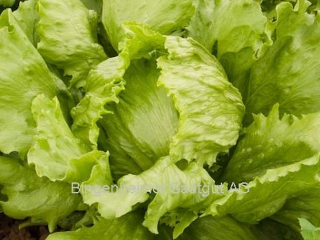 BIO Saatgut Eissalat Saladin