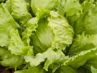 BIO Saatgut Eissalat Saladin