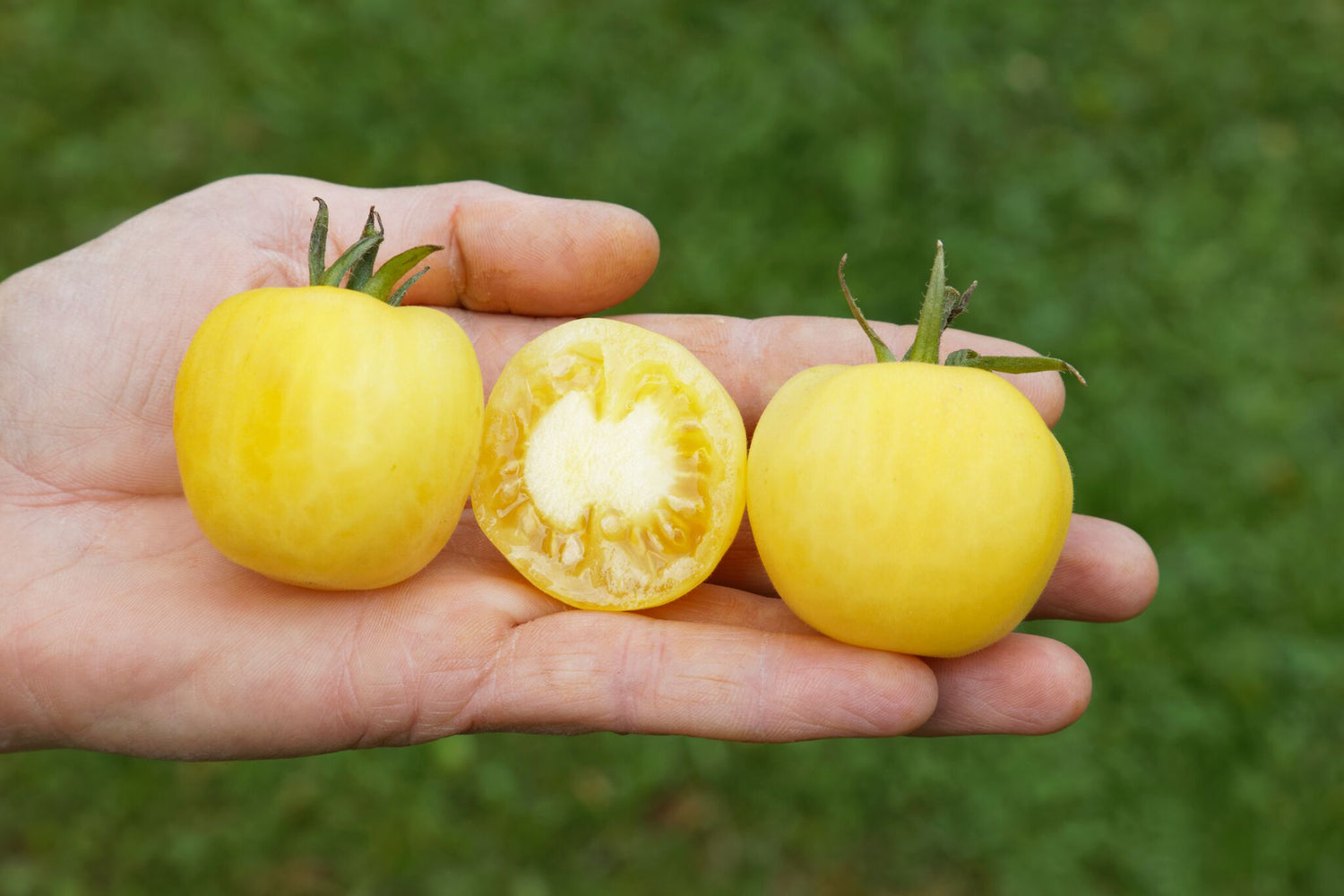 BIO Saatgut Salattomate Weißer Pfirsich