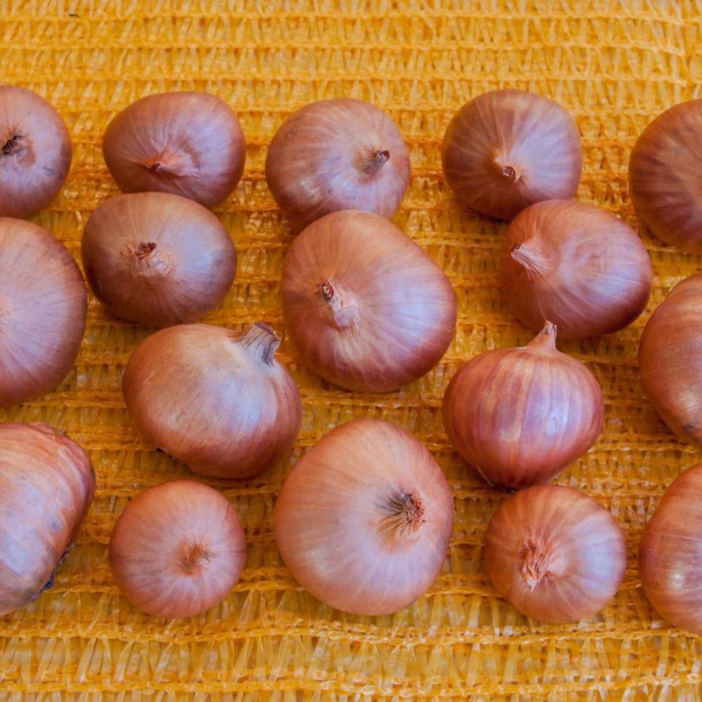 BIO Schalotten Red Sun Frühjahr