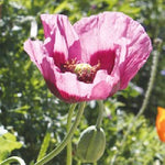 Mohn Planéte rouge du Jura biogartenladen
