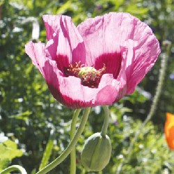 Mohn Planéte rouge du Jura biogartenladen