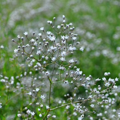 BIO Blumenzwiebeln Hohes Schleierkraut Snowflake 3 Stück
