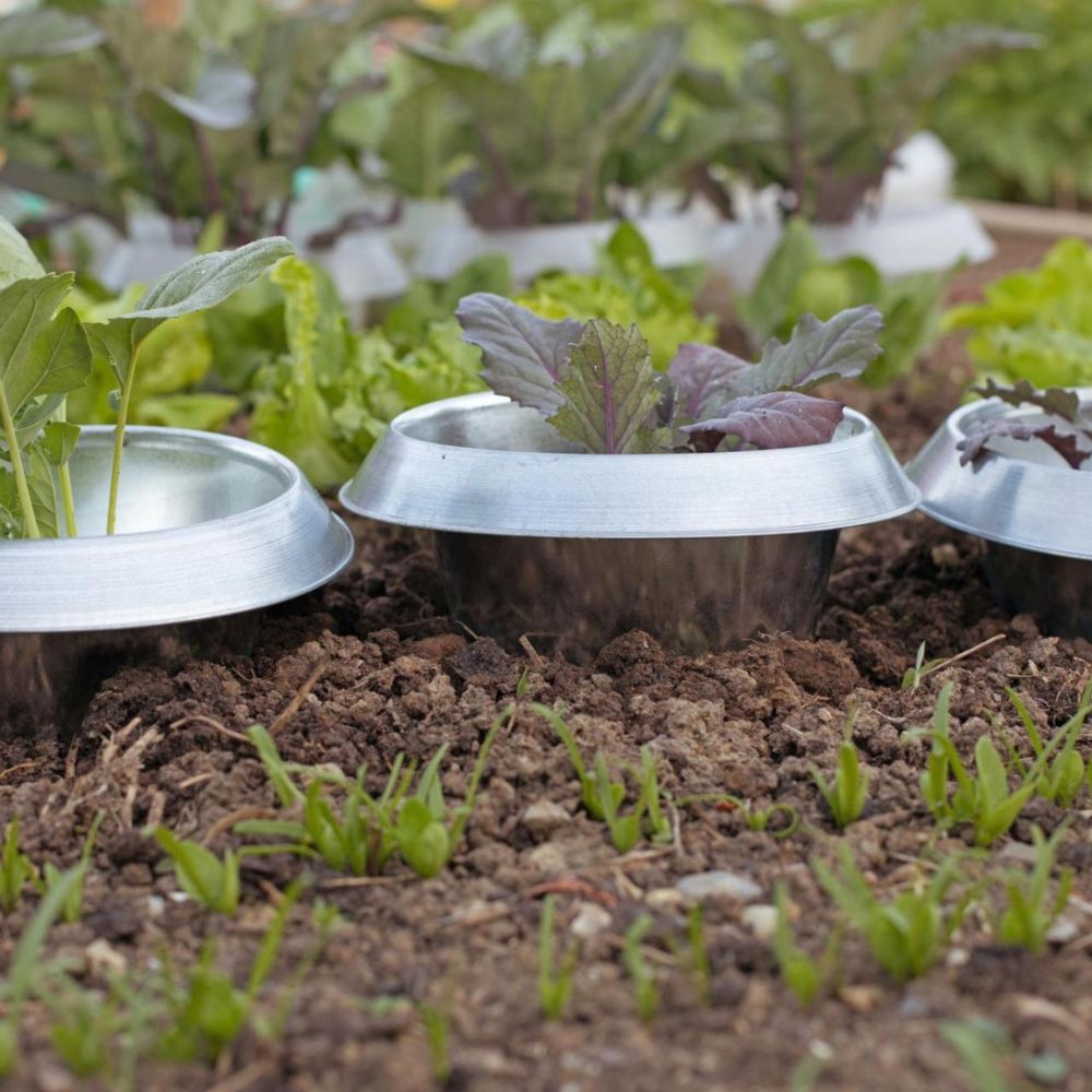 Schneckenstopp Schneckenkragen FE 3 Anwendung