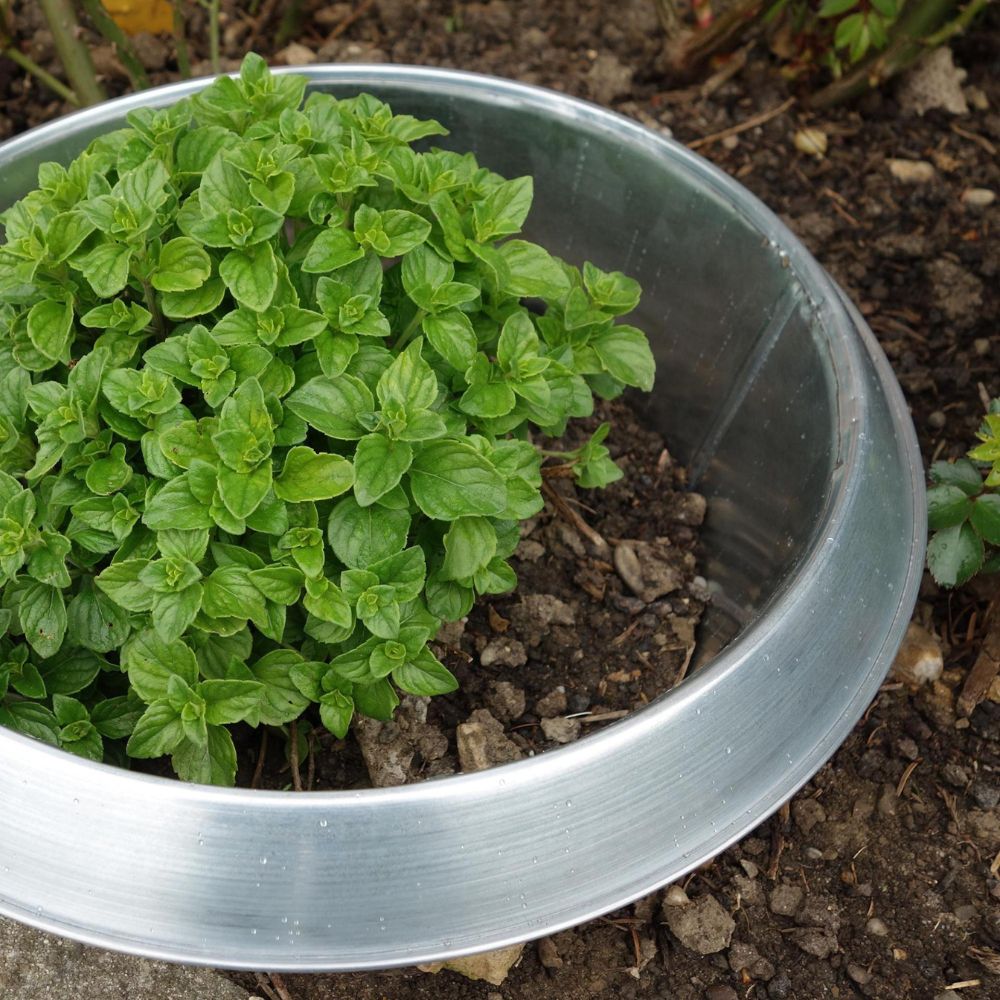 Schneckenstopp Schneckenkragen groß FE 1 Anwendung