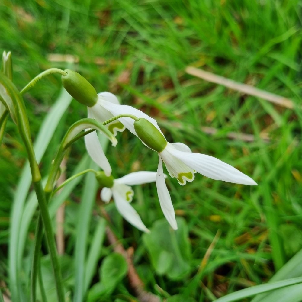 BIO Blumenzwiebeln Schneeglöckchen