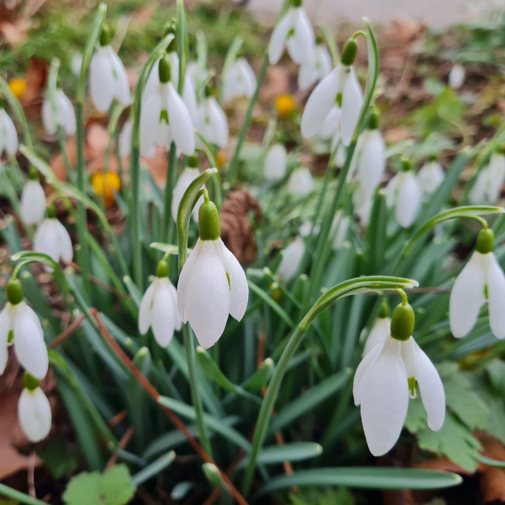 Schneeglöckchen im Garten