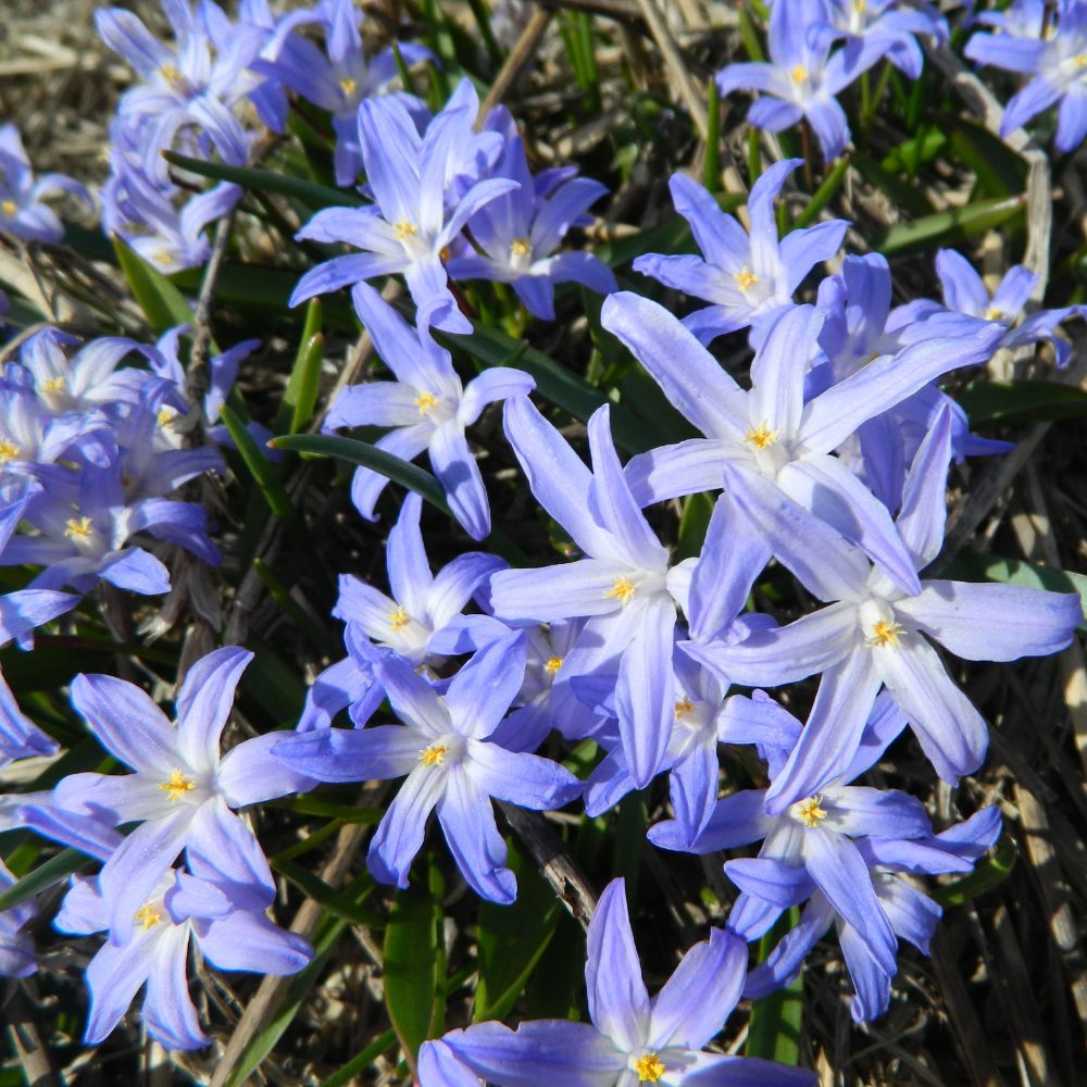 Frühblühender Schneestolz 'Blue Giant' mit blauen Blüten – bienenfreundliche Blumenzwiebel aus ökologischem Anbau