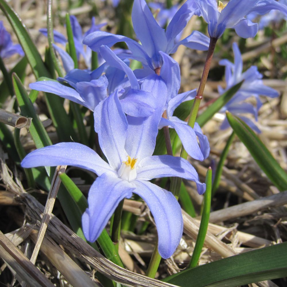 Bio-Blumenzwiebeln Schneestolz 'Blue Giant' (Chionodoxa forbesii) – ideal zum Verwildern und für naturnahe Frühlingsgärten