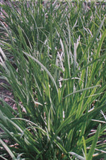 Schnittknoblauch chinesischer, mittelgrobröhrig