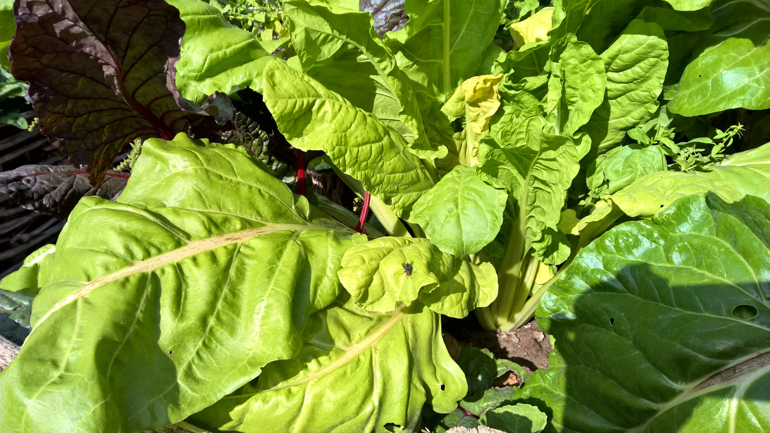 Schnittmangold Grüner Schnitt biogartenladen