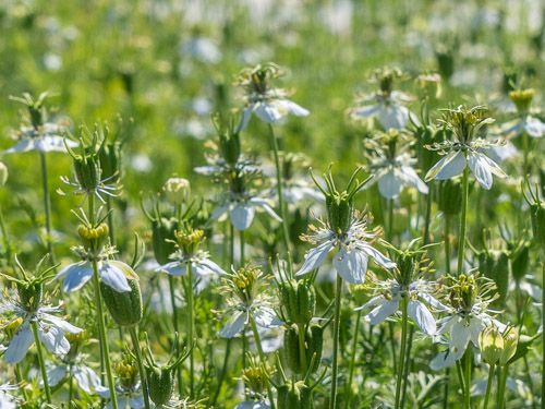 BIO Saatgut Schwarzkümmel (Nigella sativa) in Demeter-Qualität von Bingenheimer – einjährige Pflanze mit aromatischen Samen und bienenfreundlichen Blüten