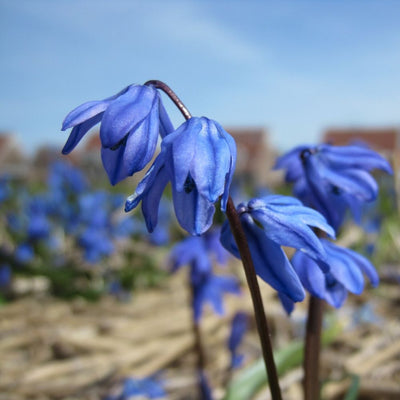 BIO Blumenzwiebeln Scilla siberica 10 St.