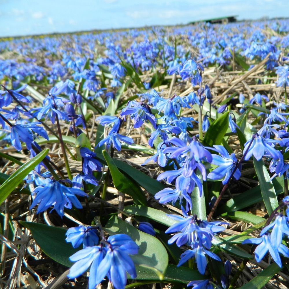 BIO Blumenzwiebeln Sibirischer Blaustern (Scilla siberica) aus ökologischem Anbau, himmelblaue Frühblüher im naturnahen Garten