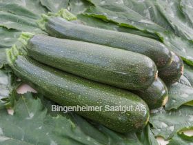 BIO Saatgut Zucchini Serafina – Biogartenladen