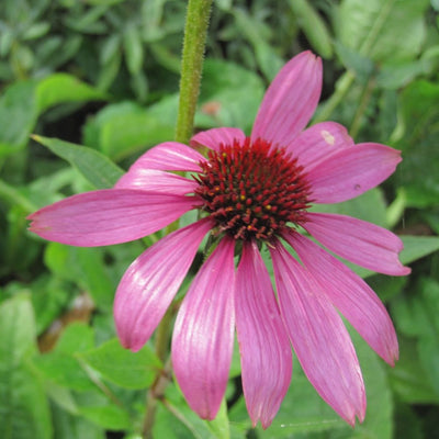 BIO Blumenzwiebeln Roter Sonnenhut 3 Stück
