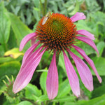 BIO Blumenzwiebeln Roter Sonnenhut