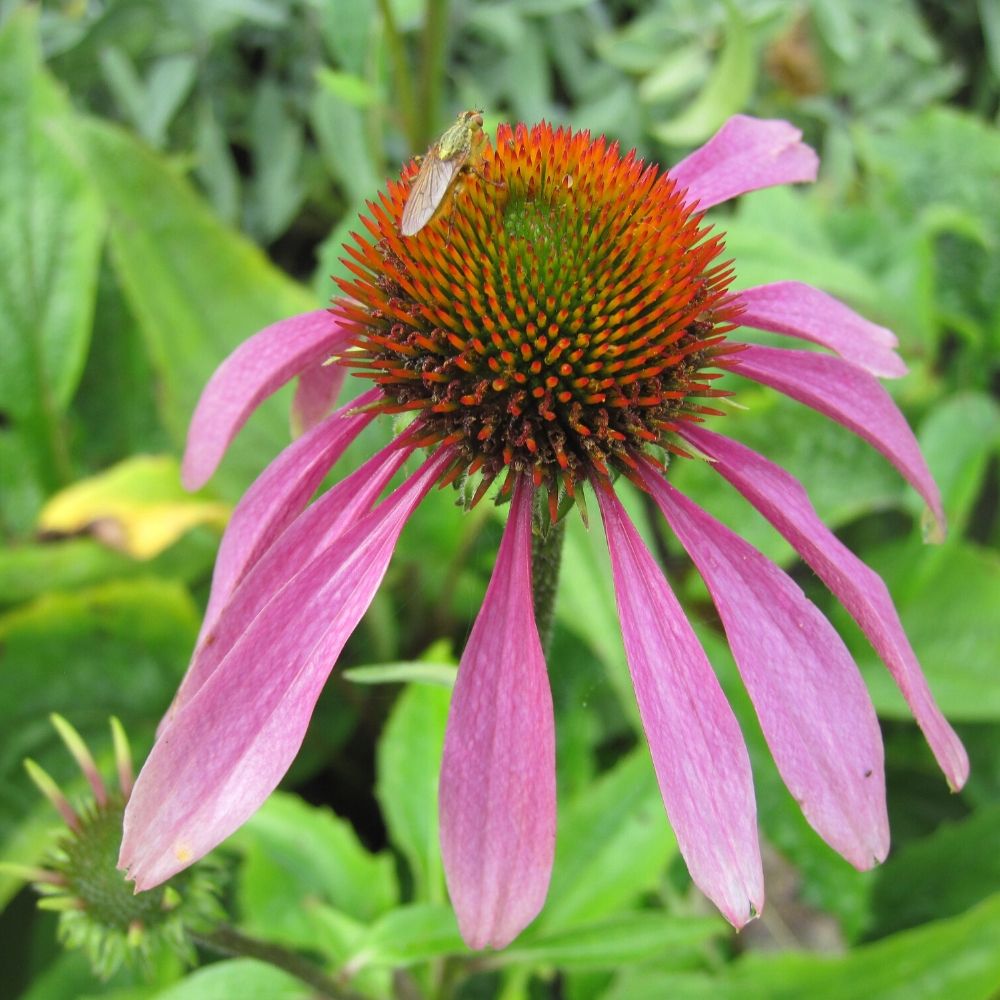 BIO Blumenzwiebeln Roter Sonnenhut