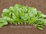 BIO Saatgut Spinat Butterflay