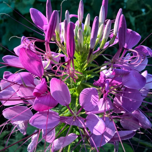 Spinnenblume biogartenladen