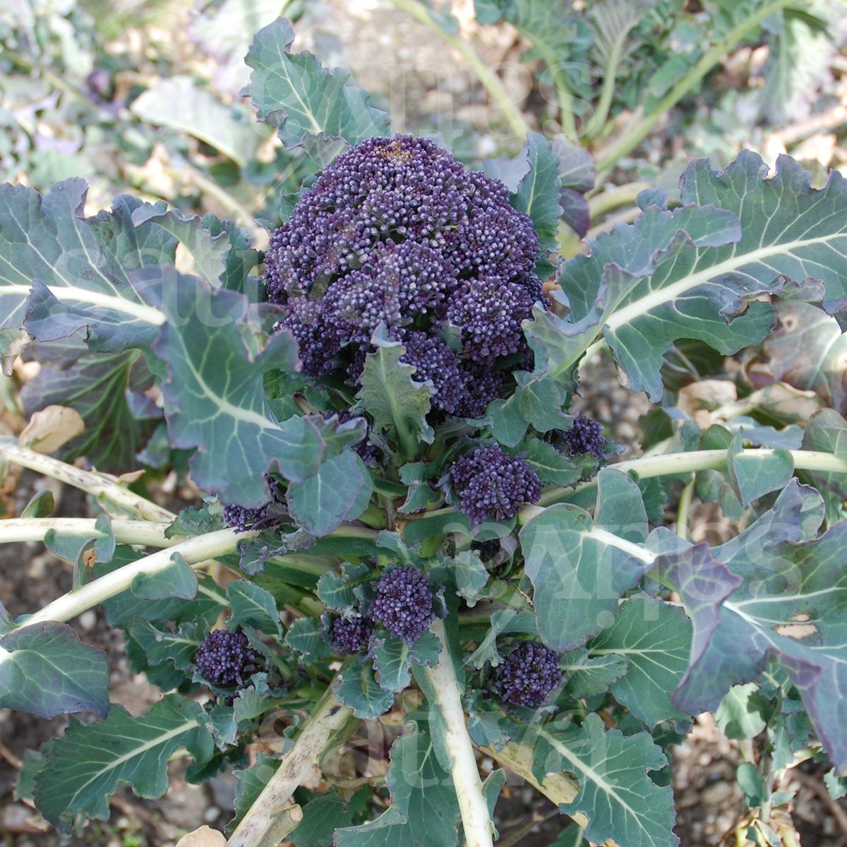 BIO Saatgut Sprossenbrokkoli Sativa