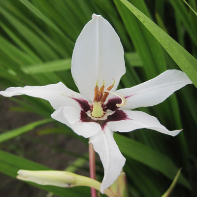 BIO Blumenzwiebeln Sterngladiole 5 Stück