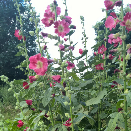 BIO Saatgut Stockrose – Biogartenladen