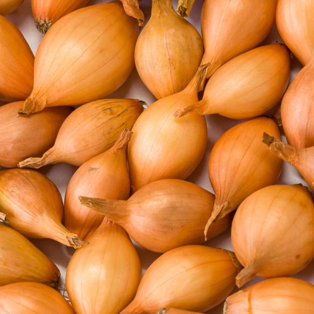 BIO Steckzwiebeln Stuttgarter Riesen Frühjahr ABVERKAUF – Biogartenladen