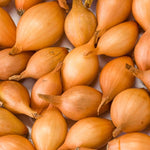 BIO Steckzwiebeln Stuttgarter Riesen