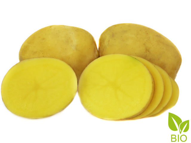 BIO Pflanzkartoffeln Sunita