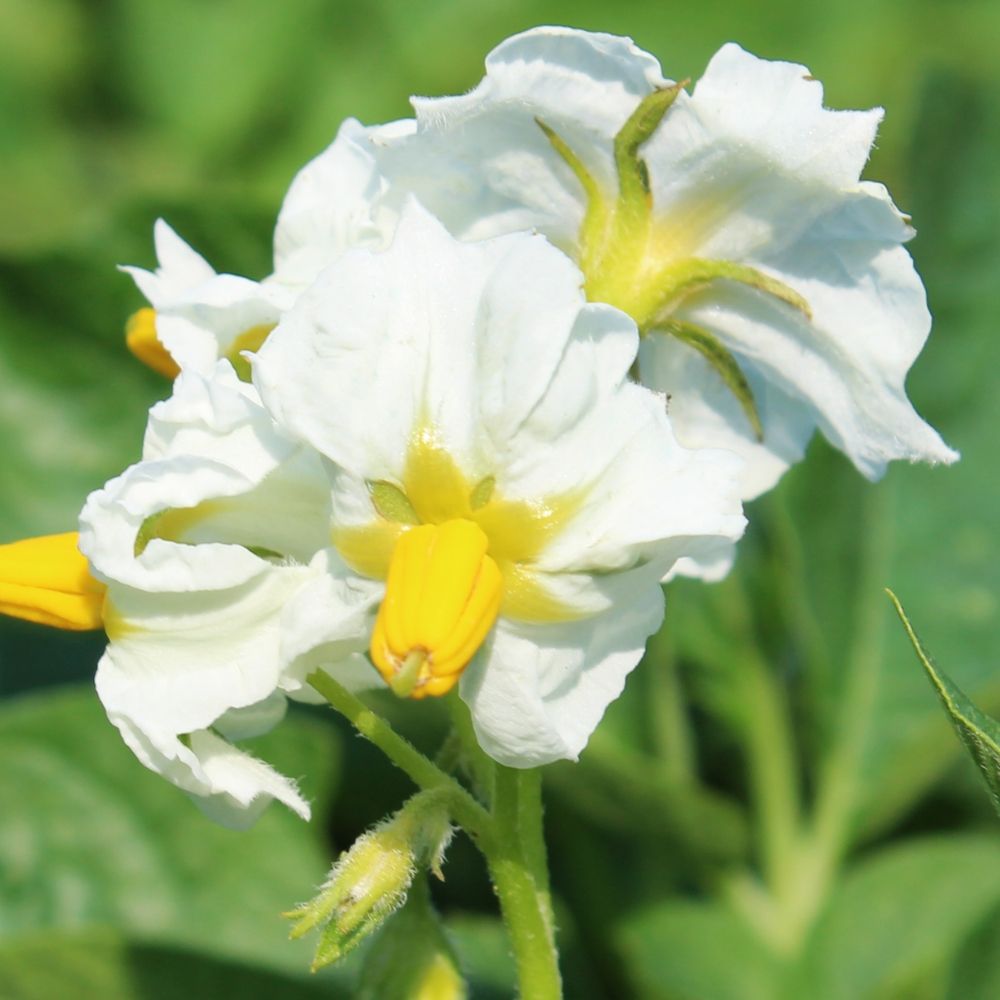 BIO Pflanzkartoffeln Blüte
