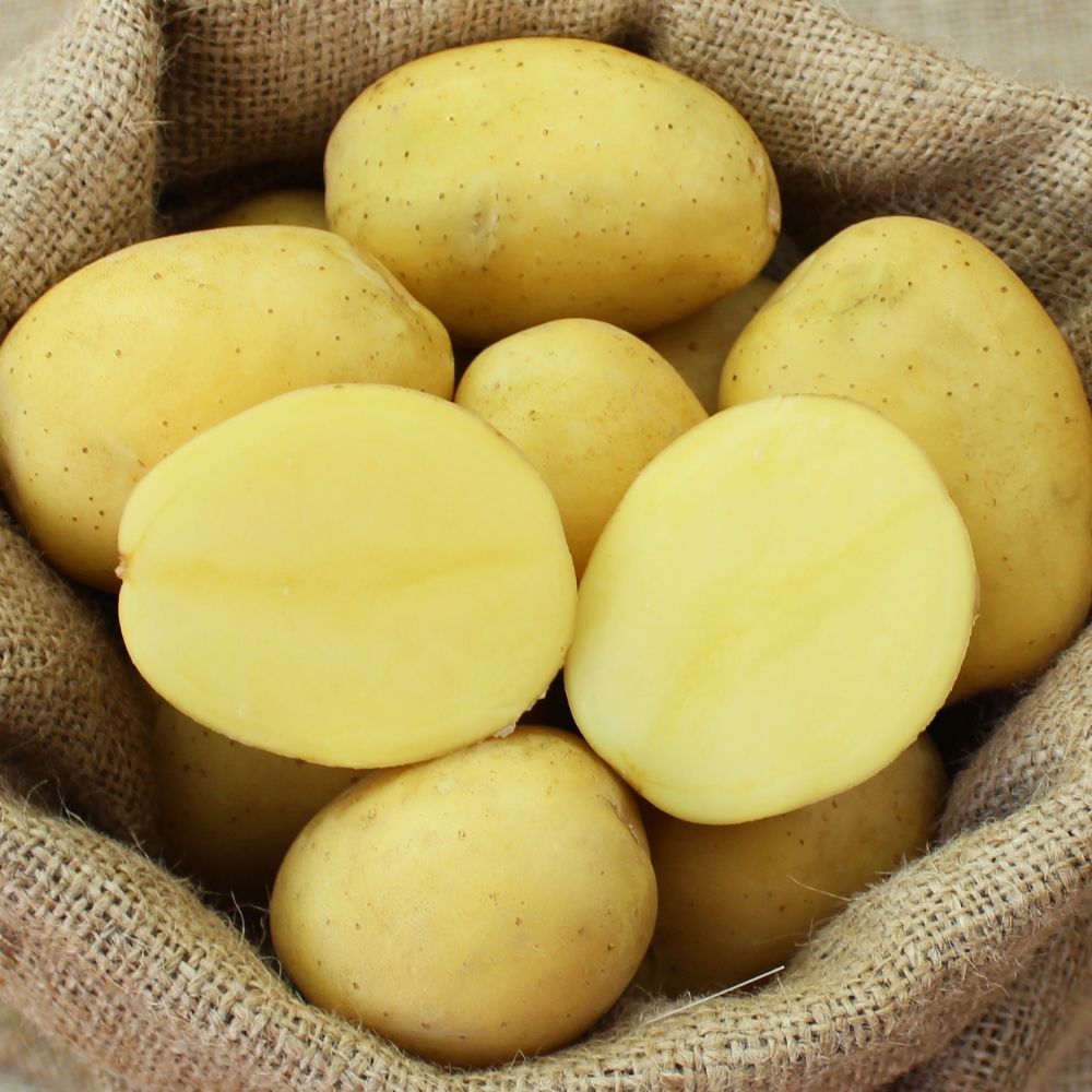 BIO Pflanzkartoffeln Sunita Knolle