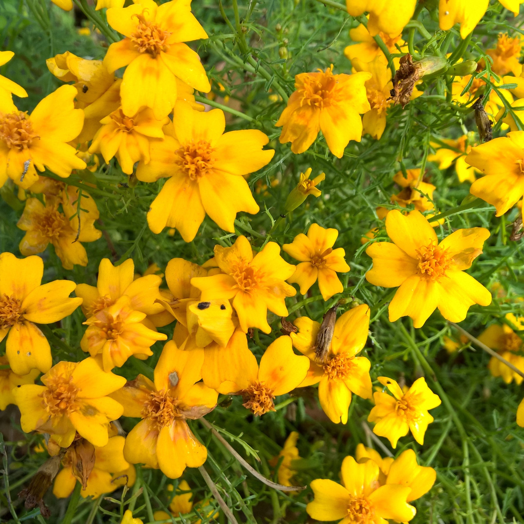 BIO Saatgut Polsterstudentenblume