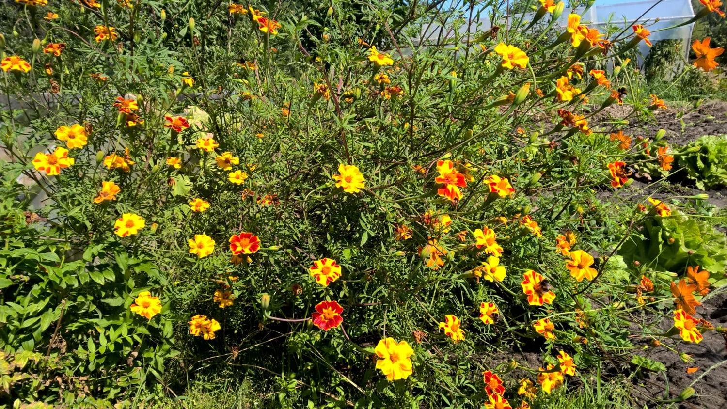 BIO Saatgut Hohe Polsterstudentenblume biogartenladen