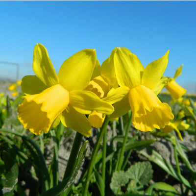 BIO Blumenzwiebeln Narzisse Tête á Tête 10 Stück