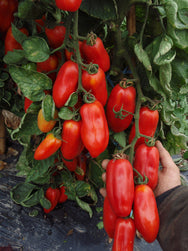 BIO Saatgut Tomate San Marzano – Biogartenladen