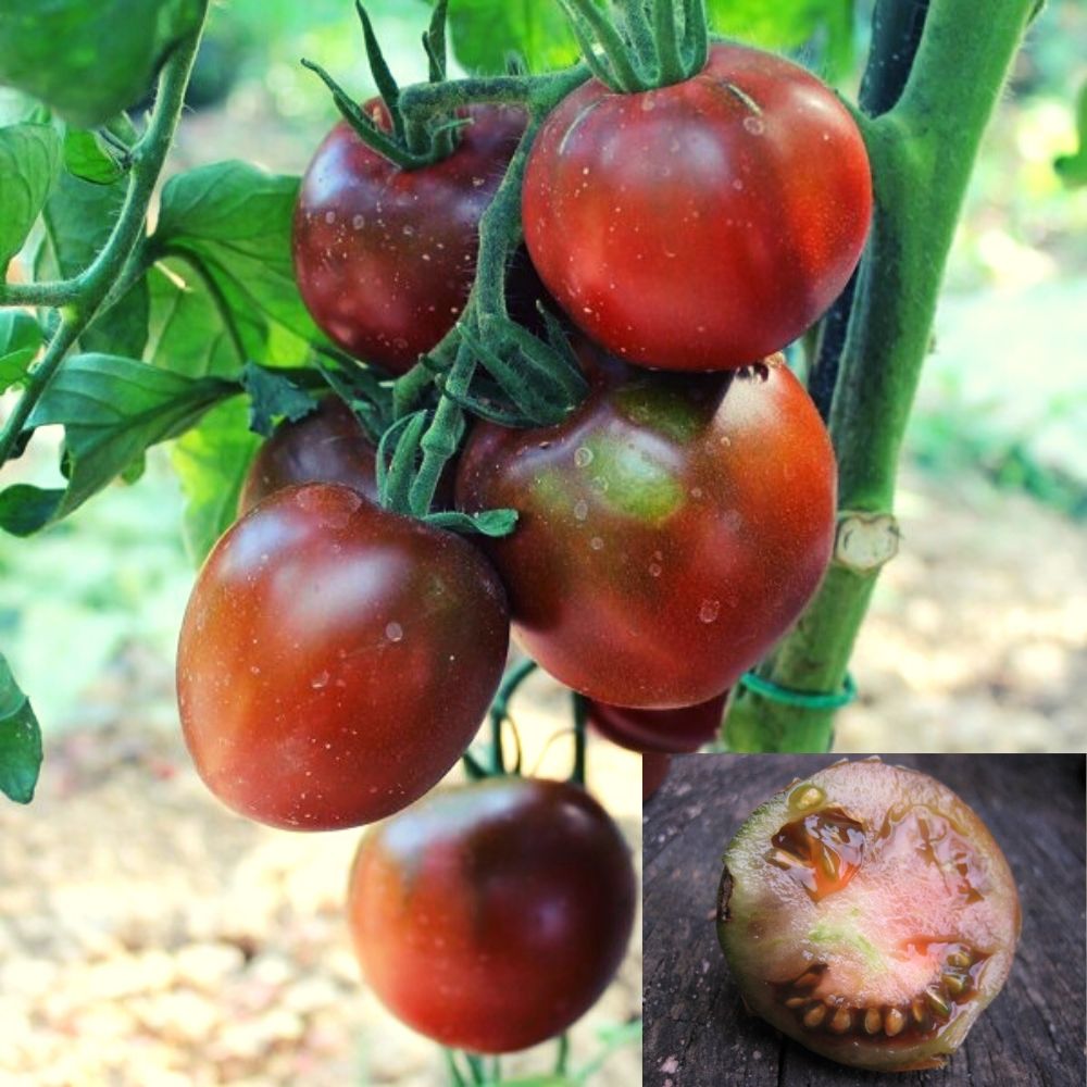 BIO Saatgut Salattomate Black Prince