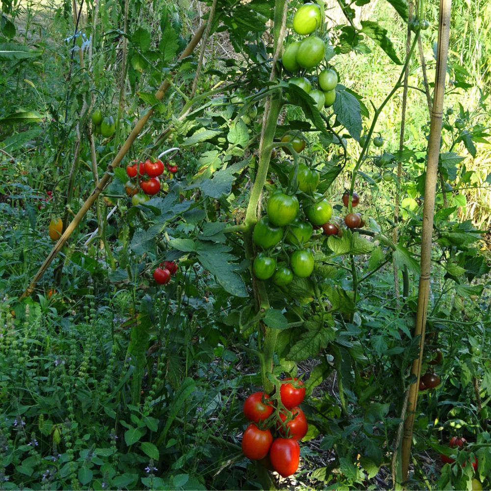 BIO Saatgut Salattomate Müncheberger