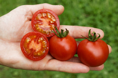 BIO Saatgut Freilandtomate Vivaroma open source