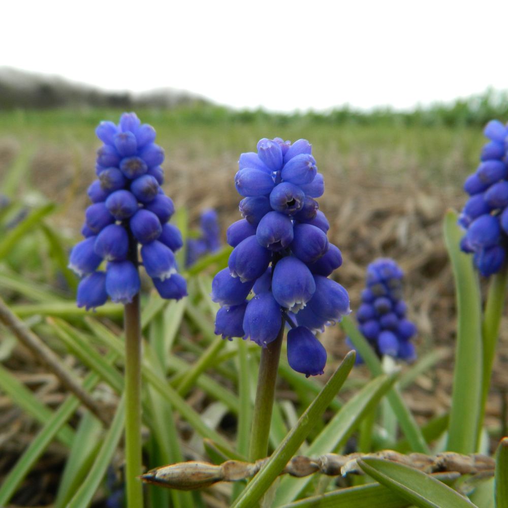 Detailaufnahme einer dunkelblauen Traubenhyazinthe (Muscari armeniacum) mit weißem Blütenrand – robuste und pflegeleichte Blumenzwiebel für den Biogarten