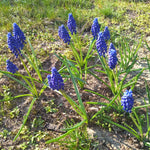 Blühende BIO Traubenhyazinthen (Muscari armeniacum) in leuchtendem Blau im naturnahen Garten – bienenfreundlicher Frühblüher aus ökologischem Anbau