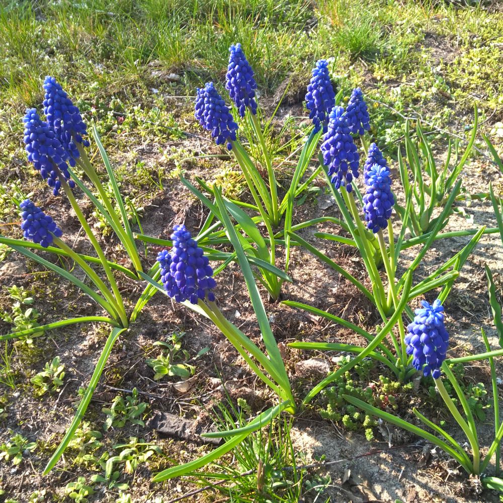 Blühende BIO Traubenhyazinthen (Muscari armeniacum) in leuchtendem Blau im naturnahen Garten – bienenfreundlicher Frühblüher aus ökologischem Anbau