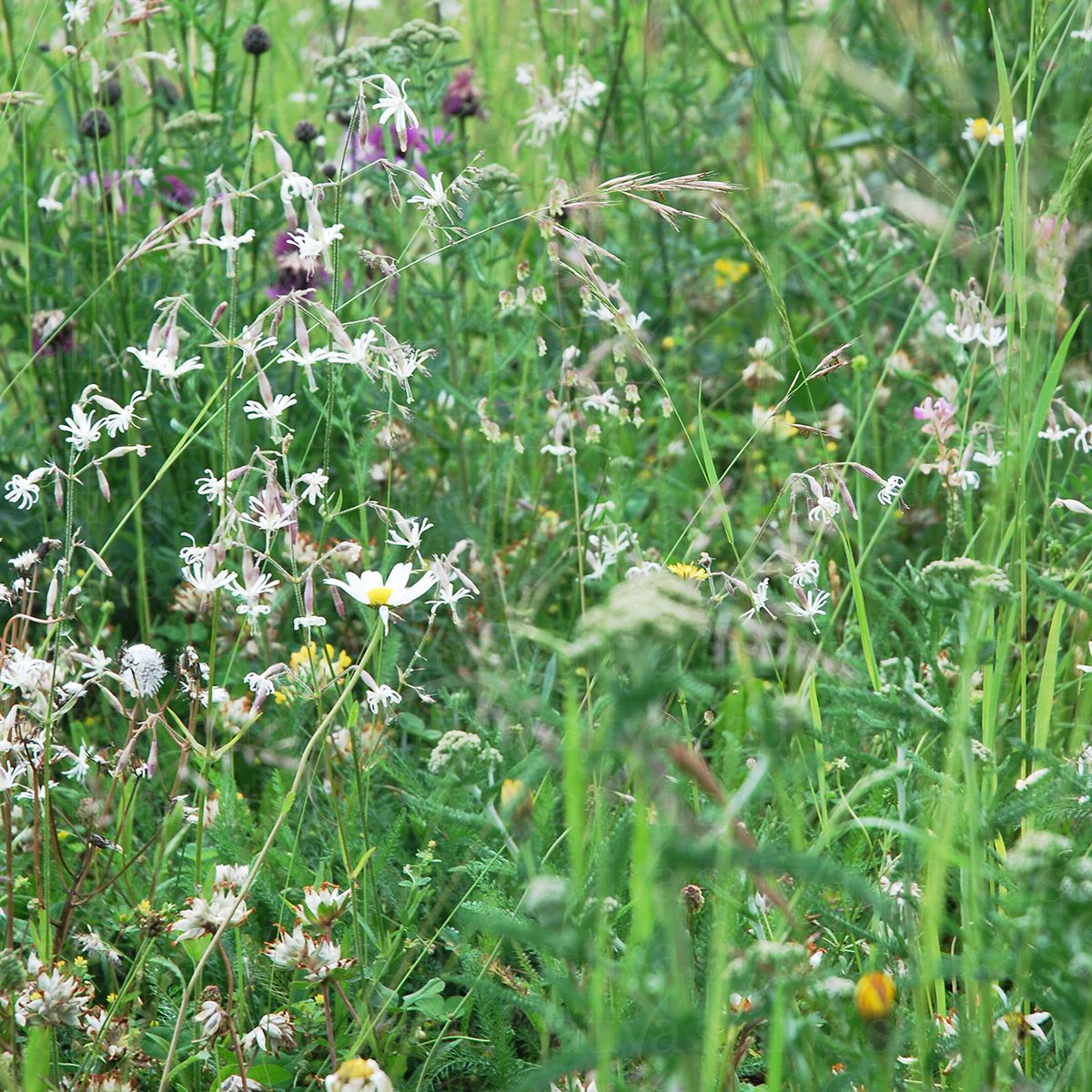BIO Saatgut Wildblumenmischung Trockenwiesenkräuter – Biogartenladen