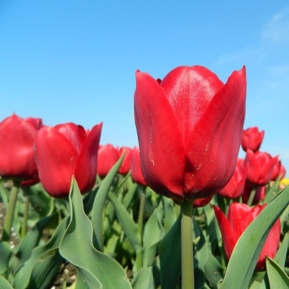 BIO Blumenzwiebeln Tulpe Pallada