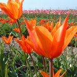 BIO Blumenzwiebeln Tulpe Ballerina lilienblütig