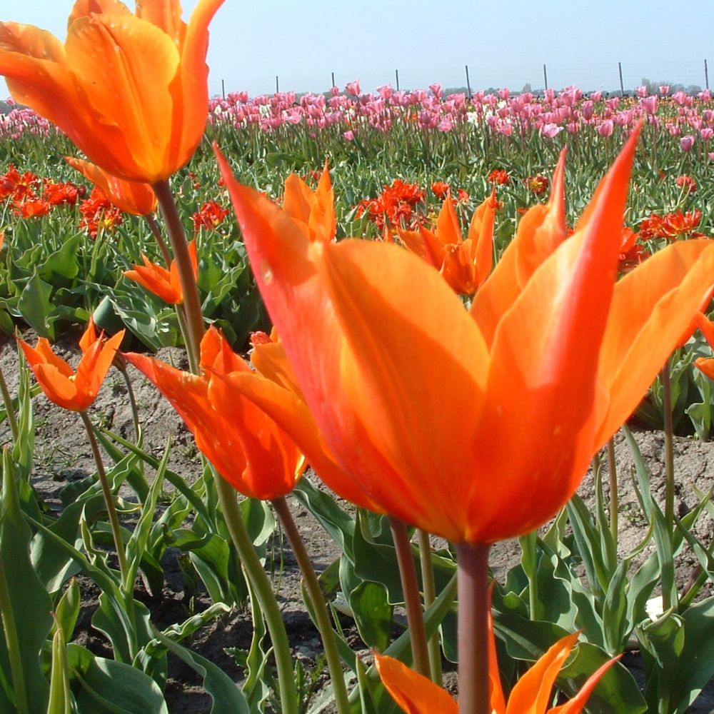 BIO Blumenzwiebeln Tulpe Ballerina lilienblütig